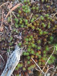 Attēlu rezultāti vaicājumam “Polytrichum piliferum”