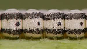 Attēlu rezultāti vaicājumam “Eurydema oleracea imago”