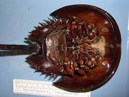 Image result for Limulus polyphemus