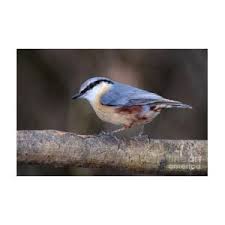 Attēlu rezultāti vaicājumam “Sitta europaea”