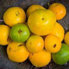 Attēlu rezultāti vaicājumam “Actaea spicata fruit”