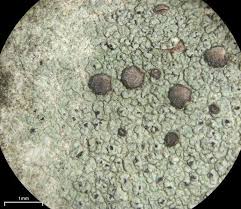 Attēlu rezultāti vaicājumam “Cliostomum corrugatum”