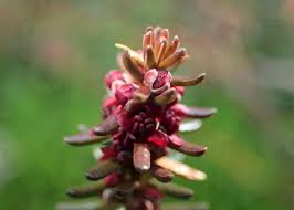 Attēlu rezultāti vaicājumam “Empetrum nigrum flower”