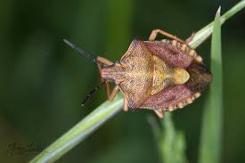 Attēlu rezultāti vaicājumam “Carpocoris purpureipennis”