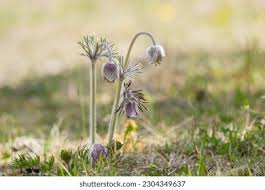 Attēlu rezultāti vaicājumam “Pulsatilla pratensis”