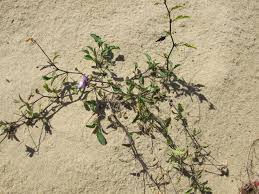 Attēlu rezultāti vaicājumam “Viola tricolor subsp. curtisii leaf”