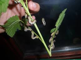 Attēlu rezultāti vaicājumam “Abraxas grossulariata larva”