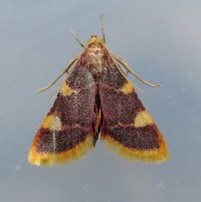 Attēlu rezultāti vaicājumam “Hypsopygia costalis”