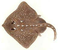 Image result for Raja straeleni