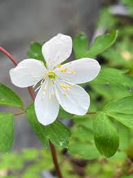 Attēlu rezultāti vaicājumam “Isopyrum thalictroides flower”