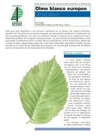 Attēlu rezultāti vaicājumam “Ulmus laevis leaf”