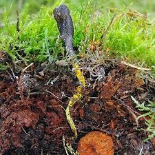 Attēlu rezultāti vaicājumam “Cordyceps ophioglossoides”