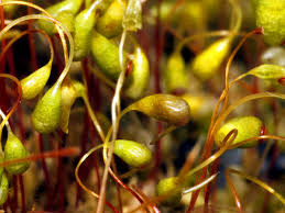 Attēlu rezultāti vaicājumam “Funaria hygrometrica”