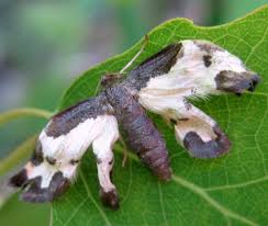 Attēlu rezultāti vaicājumam “Lomaspilis marginata”