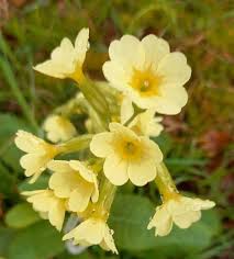 Image result for Primula elatior