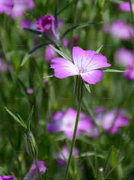 Image result for Kornrade