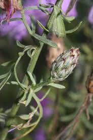 Attēlu rezultāti vaicājumam “Centaurea stoebe”