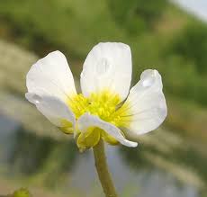 Attēlu rezultāti vaicājumam “Batrachium circinatum flower”
