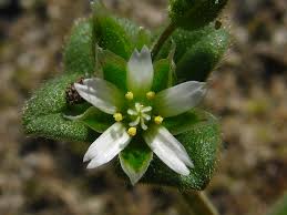 Attēlu rezultāti vaicājumam “Cerastium semidecandrum”