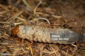 Attēlu rezultāti vaicājumam “Cucujus cinnaberinus larva”