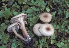 Attēlu rezultāti vaicājumam “Lichenomphalia umbellifera”