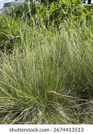 Attēlu rezultāti vaicājumam “Nardus stricta fruit”
