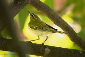Attēlu rezultāti vaicājumam “Phylloscopus trochiloides adult”