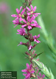 Image result for Lythrum salicaria