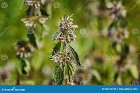 Attēlu rezultāti vaicājumam “Leonurus quinquelobatus”