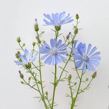 Image result for Chicorée