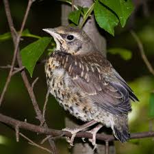 Attēlu rezultāti vaicājumam “Turdus pilaris adult”