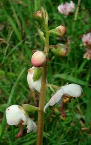 Attēlu rezultāti vaicājumam “Pyrola rotundifolia fruit”