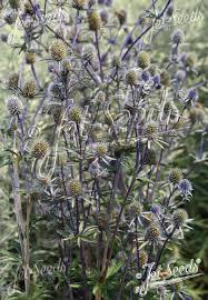 Attēlu rezultāti vaicājumam “Eryngium planum fruit”