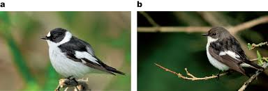 Attēlu rezultāti vaicājumam “Cladopodiella francisci”