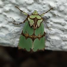 Attēlu rezultāti vaicājumam “Staurophora celsia”