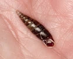 Attēlu rezultāti vaicājumam “Clausiliidae”