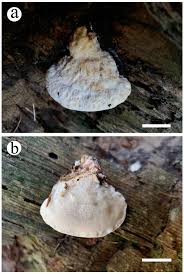 Attēlu rezultāti vaicājumam “Postia undosa”