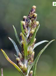 Attēlu rezultāti vaicājumam “Gnaphalium sylvaticum flower”