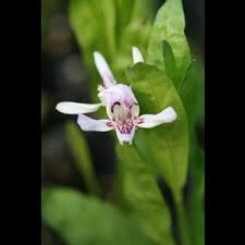Attēlu rezultāti vaicājumam “Menyanthes trifoliata flower”