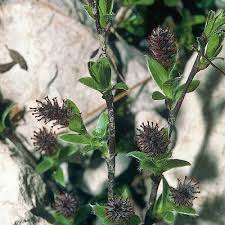 Attēlu rezultāti vaicājumam “Salix repens subsp. rosmarinifolia flower”
