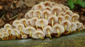 Attēlu rezultāti vaicājumam “Mycena renati”