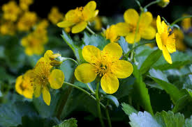 Attēlu rezultāti vaicājumam “Waldsteinia geoides flower”