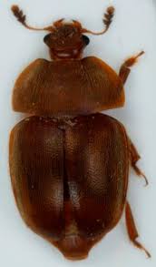 Attēlu rezultāti vaicājumam “Cychramus luteus”