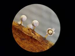 Attēlu rezultāti vaicājumam “Didymium bahiense macro”