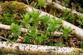 Attēlu rezultāti vaicājumam “Mercurialis perennis”