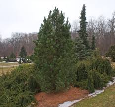 Image result for Pinus cembra