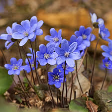 Attēlu rezultāti vaicājumam “Hepatica nobilis flower”