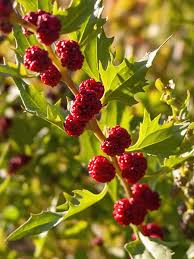 Attēlu rezultāti vaicājumam “Chenopodium foliosum”