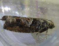 Attēlu rezultāti vaicājumam “Epinotia immundana”