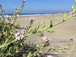 Attēlu rezultāti vaicājumam “Cakile maritima subsp. baltica leaf”
